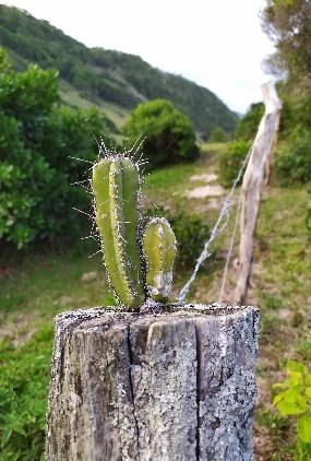 Foto de árvore com raiz aérea