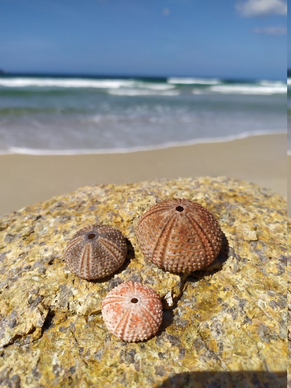 Esqueleto de Ouriço do Mar