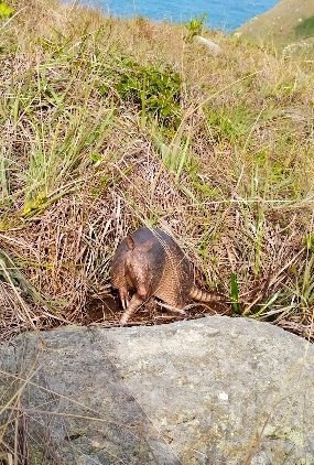 Tatu no Morro da Coroa