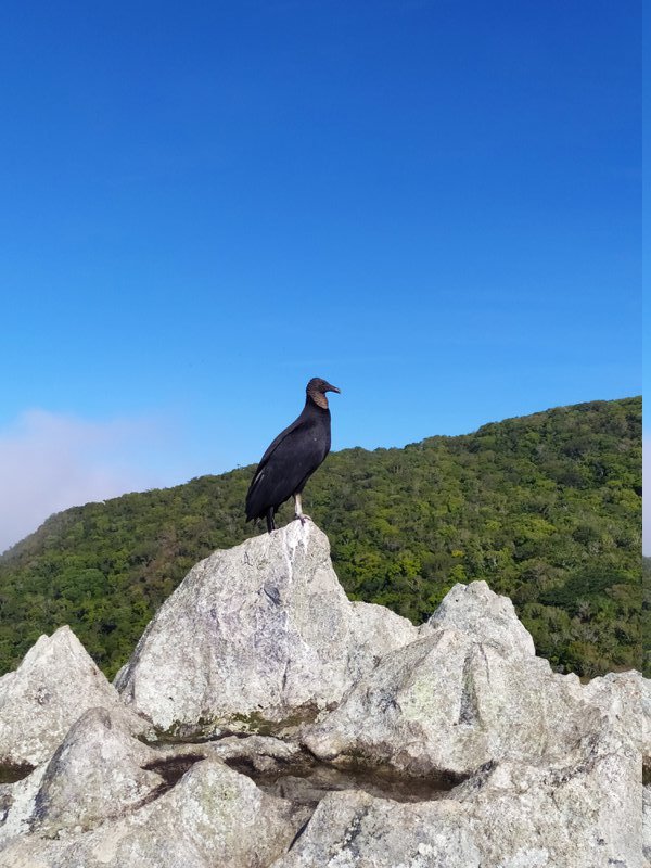 Urubu no Morro da Coroa