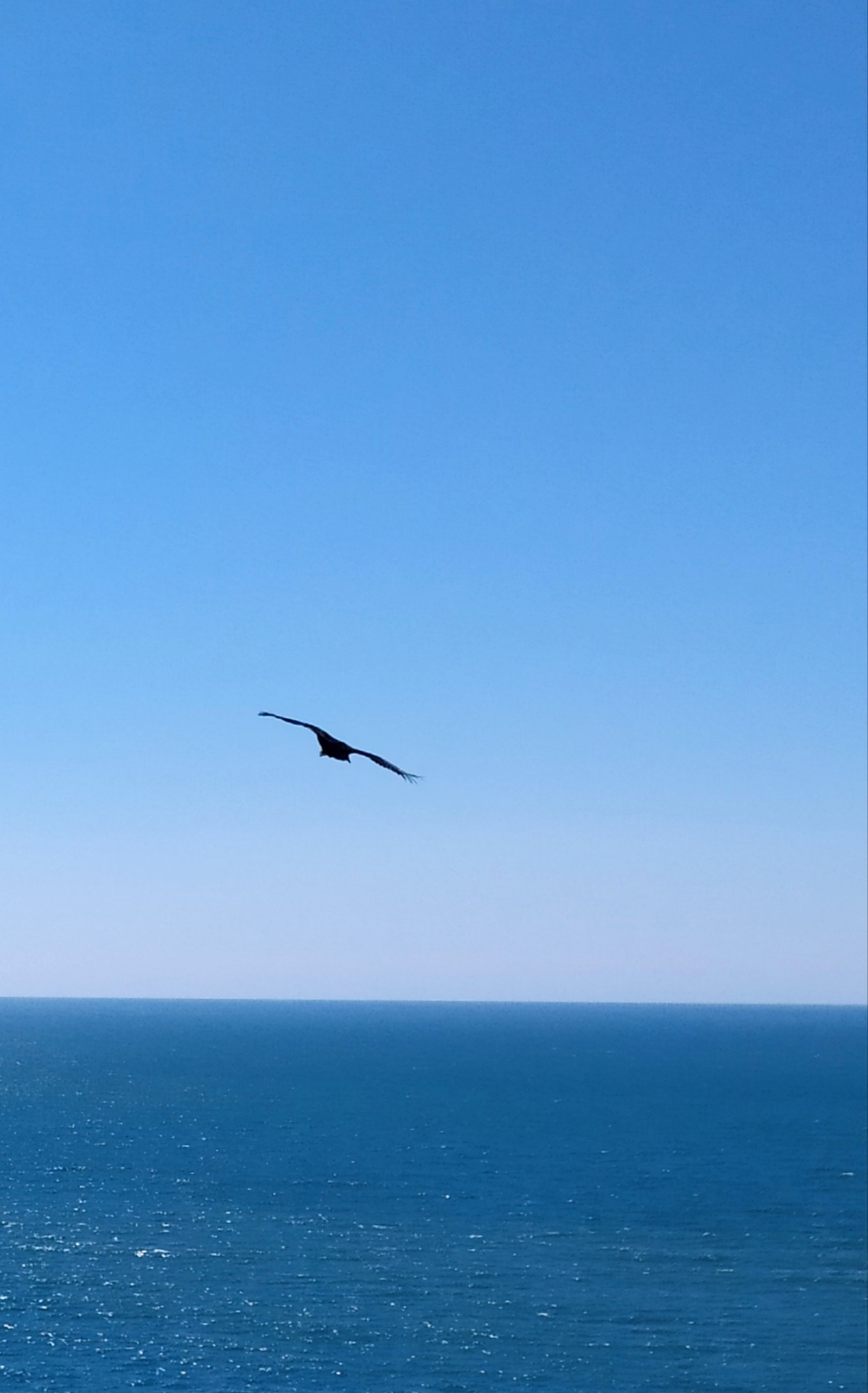 Urubu na Lagoinha do Leste