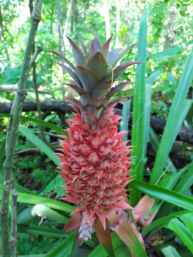 Abacaxi  - Trilha da Ponta do Pasto