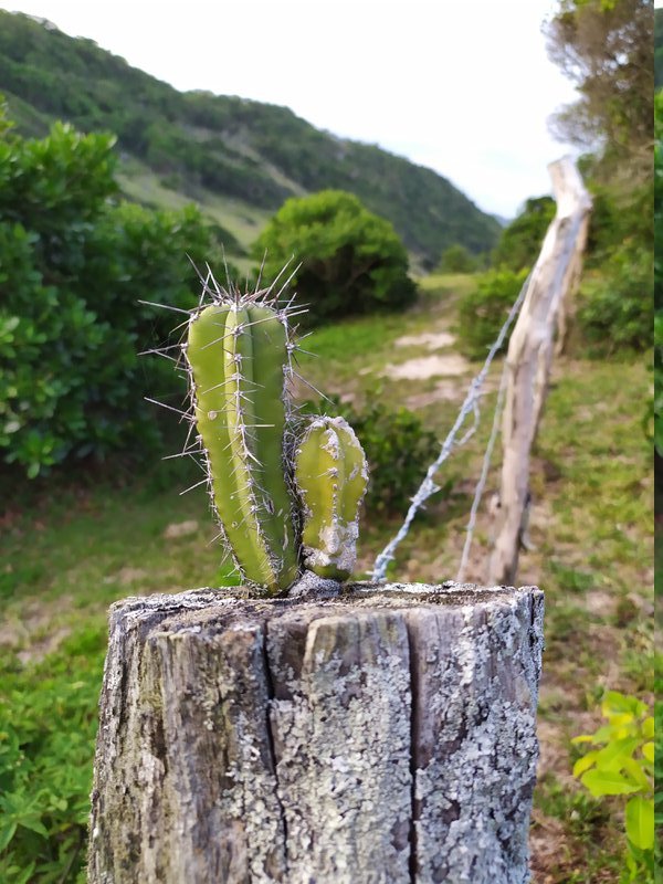Cactus no Vale da Utopia