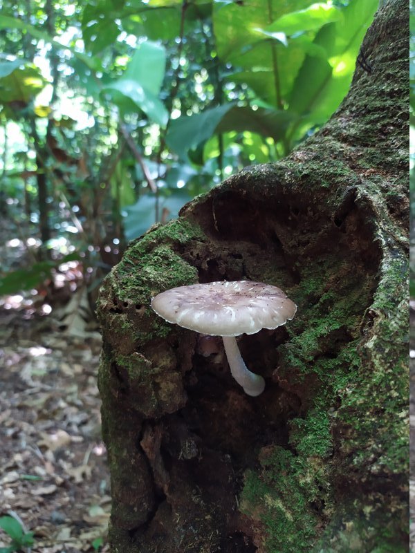 Cogumelo Caminho da Gurita