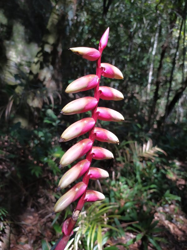 Flor da Trilha da Pedra do Boneco