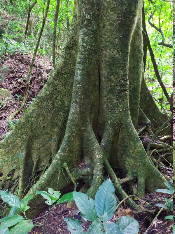 Raízes Aéreas Caminho da Gurita