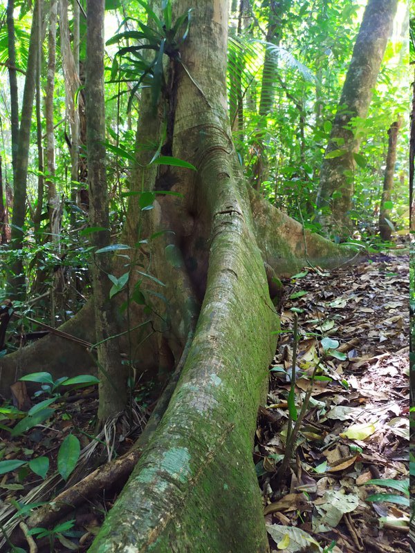 Raízes Aéreas Pedra Branca