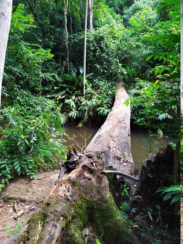 Tronco Caminho da Gurita