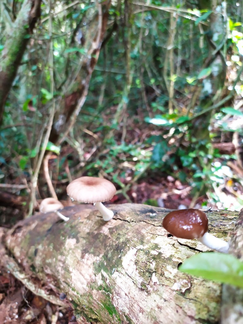 Fungos e Cogumelos da Trilha da Pedra do Urubu