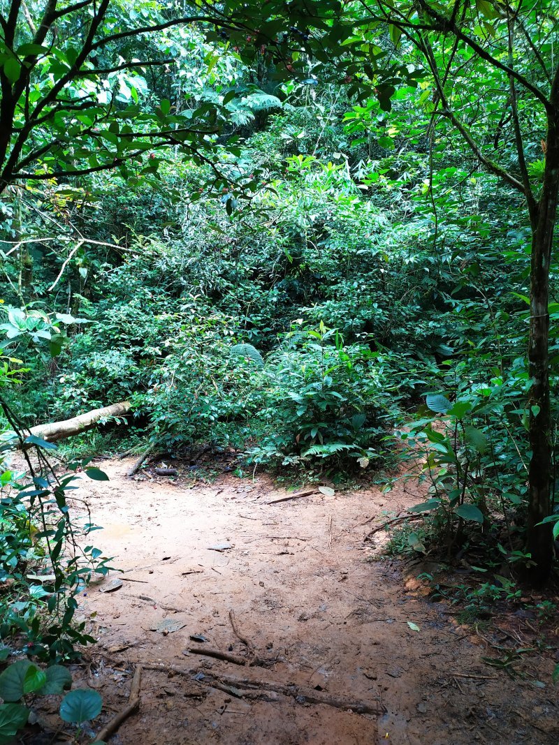 Bifurcação saboneteira na Trilha do Monte Crista