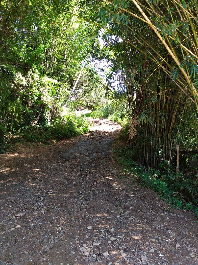 Portal de bambu na Trilha do Morro do Lampião